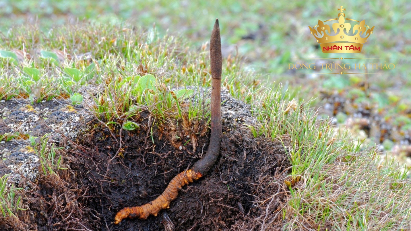 Cordyceps sinensis tìm thấy trên đồng cỏ ở độ cao 4200m trên mực nước biển tại Tibet (Daniel Winkler, 2010)