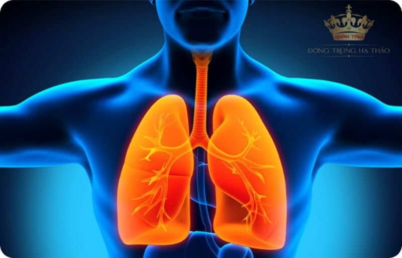 Đông trùng hạ thảo có tác dụng tốt với phổi Đông trùng hạ thảo có tác dụng tốt với phổi